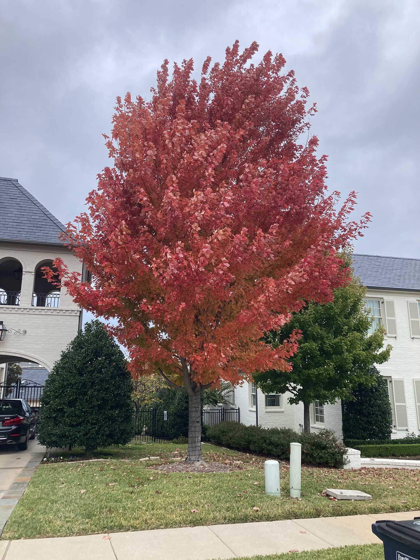 Fort Worth Arborist Co.