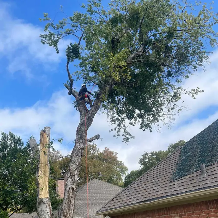 Fort Worth Arborist Co.