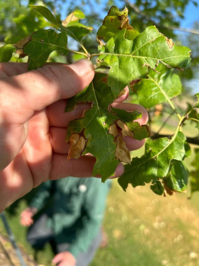 Leaf Spot Treatment