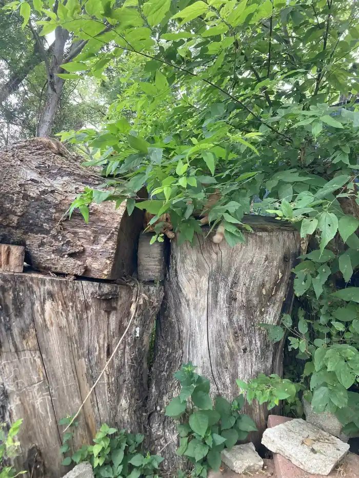 Emerald Ash Borer Treatment