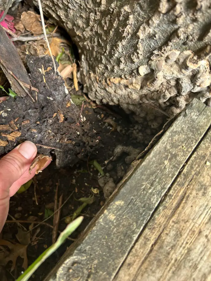 Cottonwood Borer Treatment