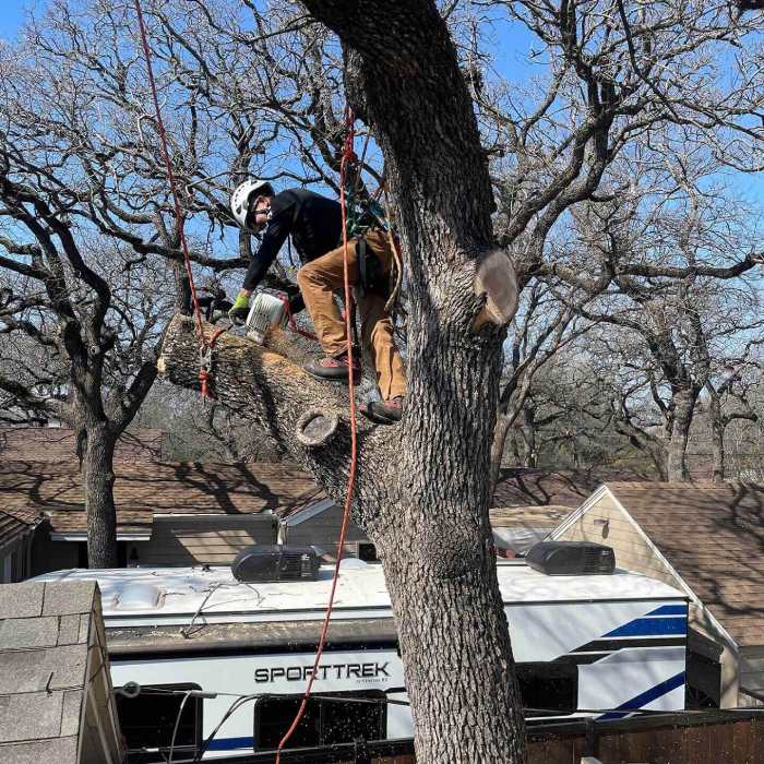 Tree Cabling, Bracing, & Grinding