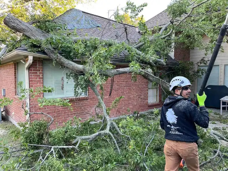 Fort Worth Arborist Co.