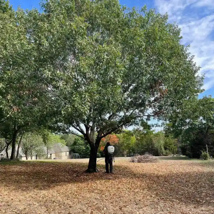 Yearly Tree Maintenance